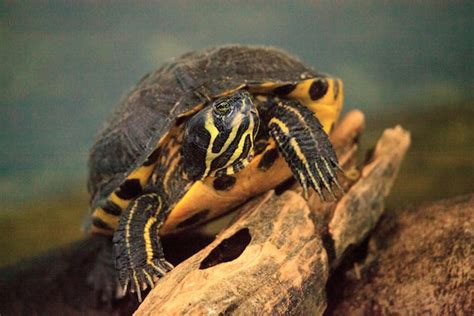 Yellow-Bellied Slider Care Sheet: Diet, Care, Lifespan, & More Facts