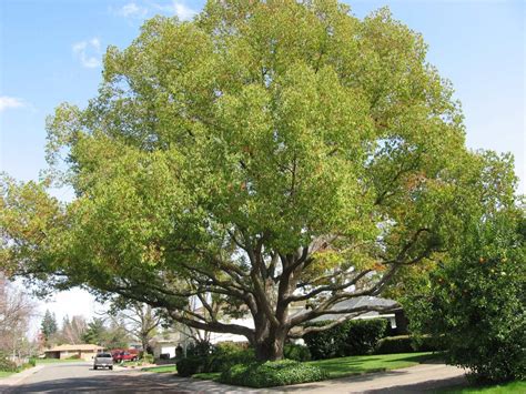 Camphor Tree and Your Yard - Best Trees To Plant