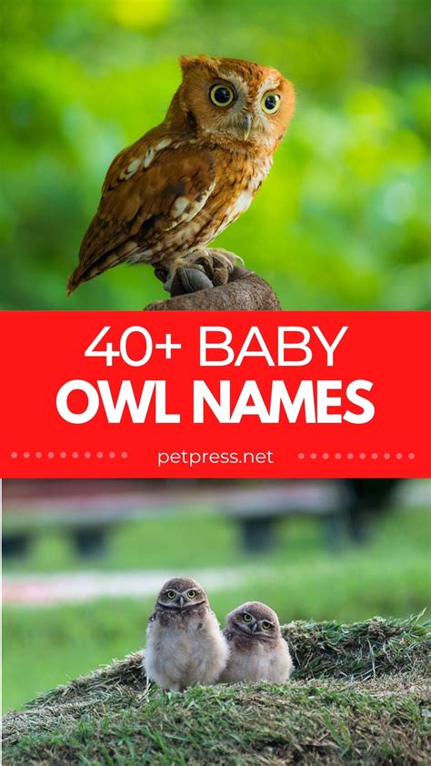 40+ Baby Owl Names - Cute Names For A Baby Owl Or Owlet