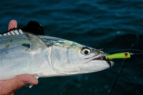 Best Spanish Mackerel Rigs - Florida Sportsman