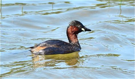 Little Grebe | BirdForum