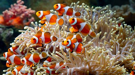 School Of Clownfish Harem Underwater Coral Reef 4K 5K HD Fish ...