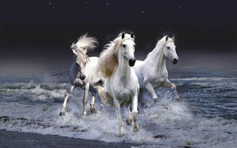 Powerful Majestic Horses Awesome Images For Wallpapers HD - Best ...