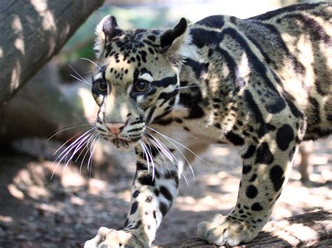 Clouded Leopard | Alexandria Zoo