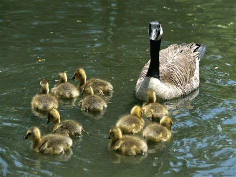 Canada Goose: Habitat, Life, Reproduction | SchoolWorkHelper