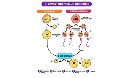 Why are human gametes haploid instead of diploid?