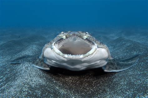 Angelshark guide: where they live, how they hunt - and why they look a ...