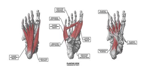 Foot Muscles Diagram