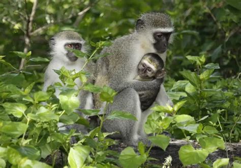 Vervet Monkey - Facts, Diet, Habitat & Pictures on Animalia.bio