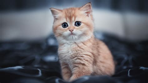 Download Kitten Baby Animal Animal Cat 4k Ultra HD Wallpaper