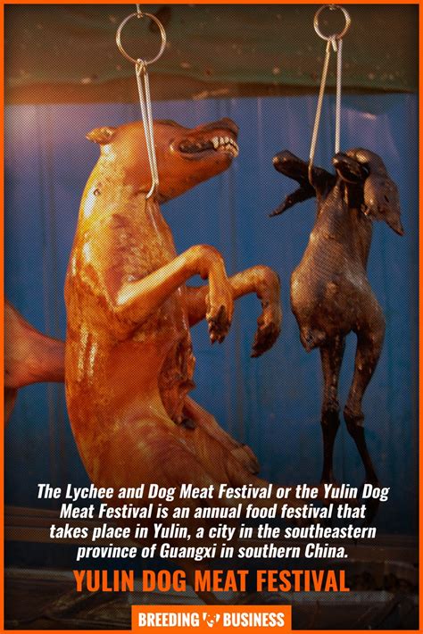 Yulin Lychee And Dog Meat Festival - Agna Merrill