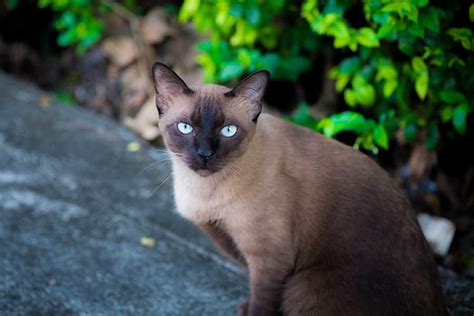 165+ Siamese Cat Names (Unique Naming Ideas)