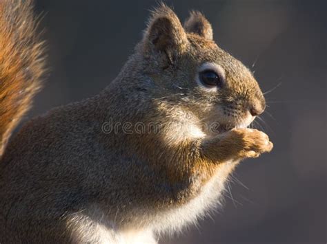 Feeding Squirrel stock image. Image of cute, wildlife, animal - 413221