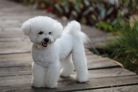 Bichon Frise Personality Traits & Facts | Great Pet Care