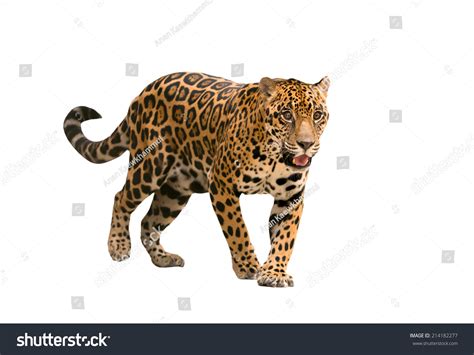 3,859 Jaguar On White Background Stock Photos, Images & Photography ...