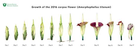 First of 3 corpse flowers blooms in DC - WTOP News