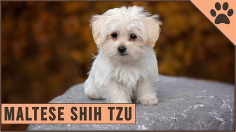 How Much Does A Shih Tzu Maltese Cost - Shih Tzu Dog