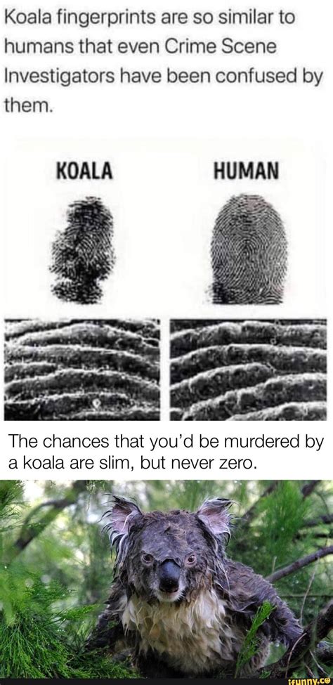 Koala fingerprints are so similar to humans that even Crime Scene ...