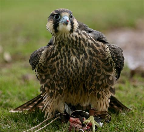 International Centre for Birds of Prey on AboutBritain.com