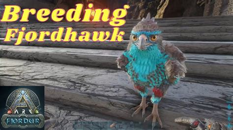 Breeding fjordhawk | Ark fjordur - YouTube