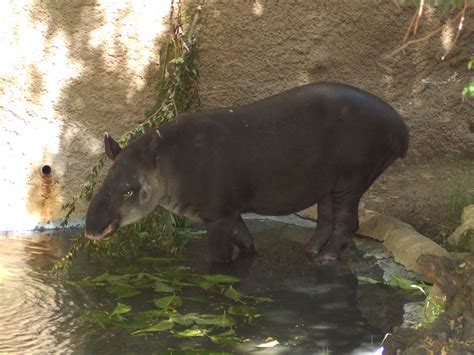 The Online Zoo - Baird's Tapir