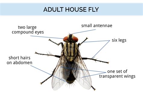 Fly Identification - Types of Flies - House Fly Anatomy & Life Cycle