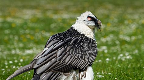 Vulture | San Diego Zoo Animals & Plants