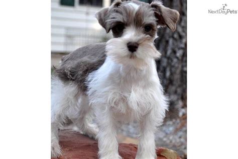 Liver Parti, Liver/Tan Males | Miniature puppies, Schnauzer, Puppies ...