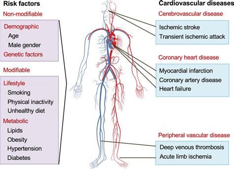 Cardiovascular diseases and their risk factors. CVDs encompass a broad ...