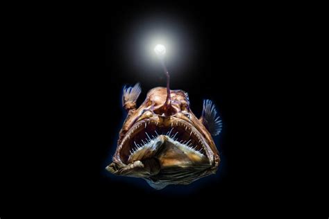 Scary Halloween sea creatures | Latest news | Marine Conservation Society