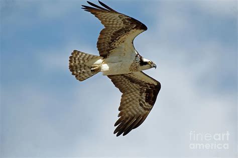 Osprey In Flight Photograph by Rebecca Warren