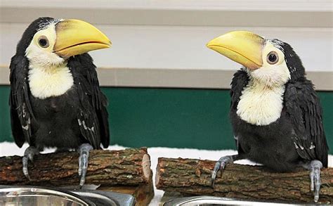 New Pair of Toucan Chicks - Baby Animal Zoo