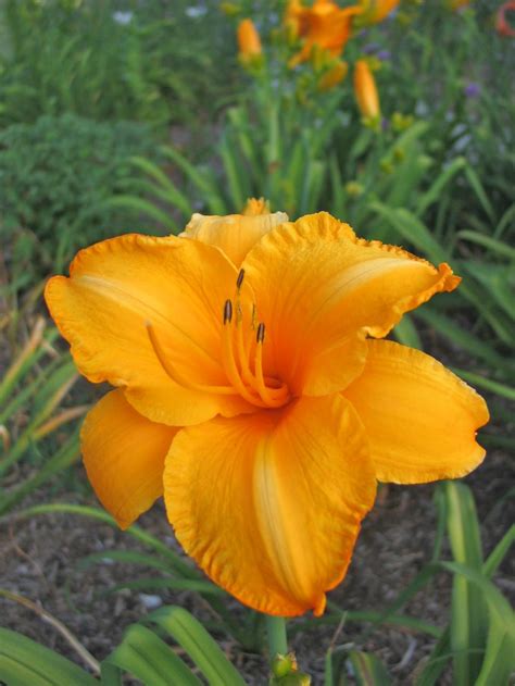 Daylily Varieties | Daylily Photos | HGTV