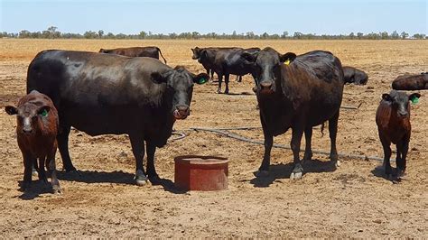 Check your "cow" poo | The Land | NSW