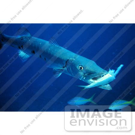 Picture of a Barracuda Eating a Fish | #17338 by JVPD | Royalty-Free ...