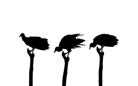 Vulture Silhouette Vector Art, Icons, and Graphics for Free Download