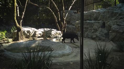 Tapir In Zoo Habitat 1806334 Stock Video at Vecteezy