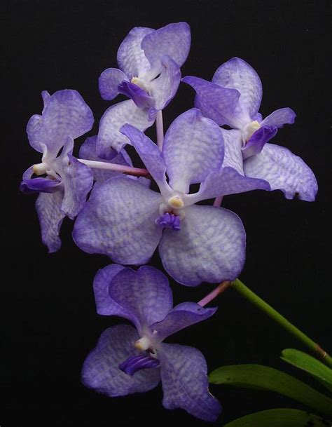 Blue Orchids, Do They Really Exist? - Orchid Republic