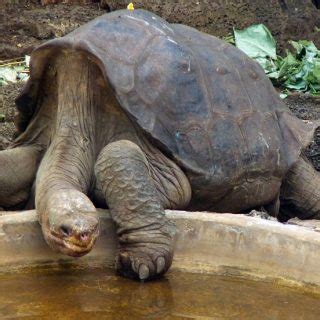 Pinta Island Tortoise Facts and Pictures