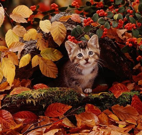 Fall Wallpaper With Cats