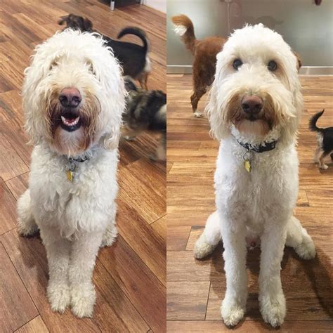 If you’re considering grooming your goldendoodle, consider one of these ...