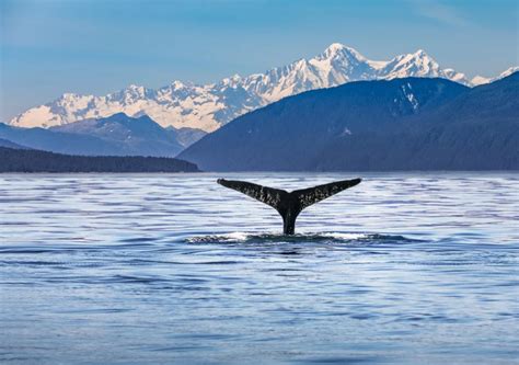 Alaska Whale Watching Tours - ShoreExcursions.com