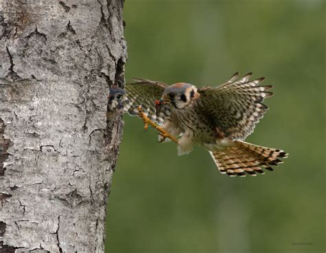 Kestrel Nests | paulrossibirds