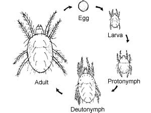 Spider Mites: Kill, Control, and Prevent These Nasty Pests