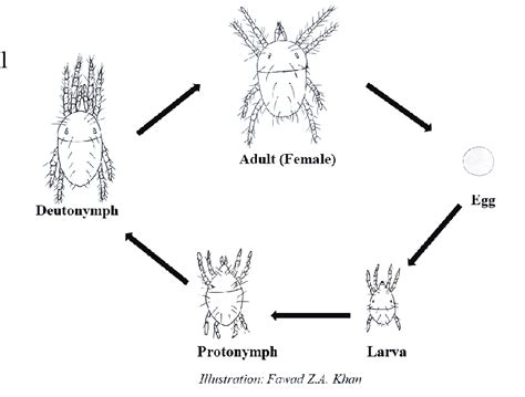 Life cycle of a spider mite. | Download Scientific Diagram