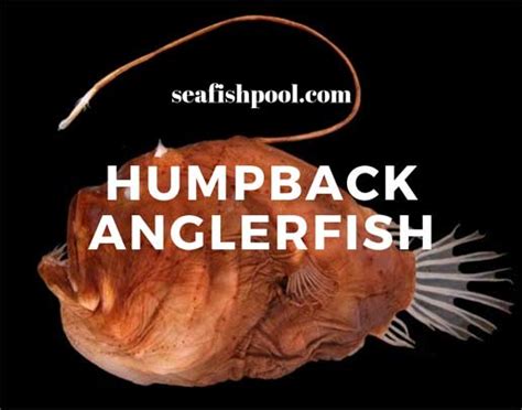 Humpback Anglerfish - Facts | Diet | Habitat | Size - SeaFish