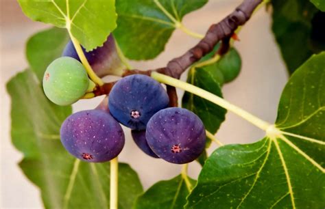 It Can Be 'A Demanding Houseplant' - How To Grow A Fiddle-Leaf Fig Tree ...