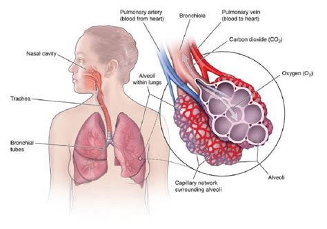 How the Lungs Work | Lung Center | Temple Health