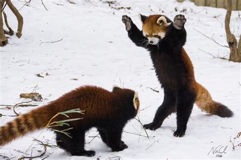 Red Panda Snow