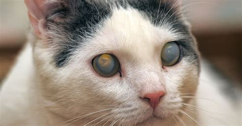 Eye Problems in Diabetic Cats - 15 October 2015 - Pet Blog - Veterinary ...